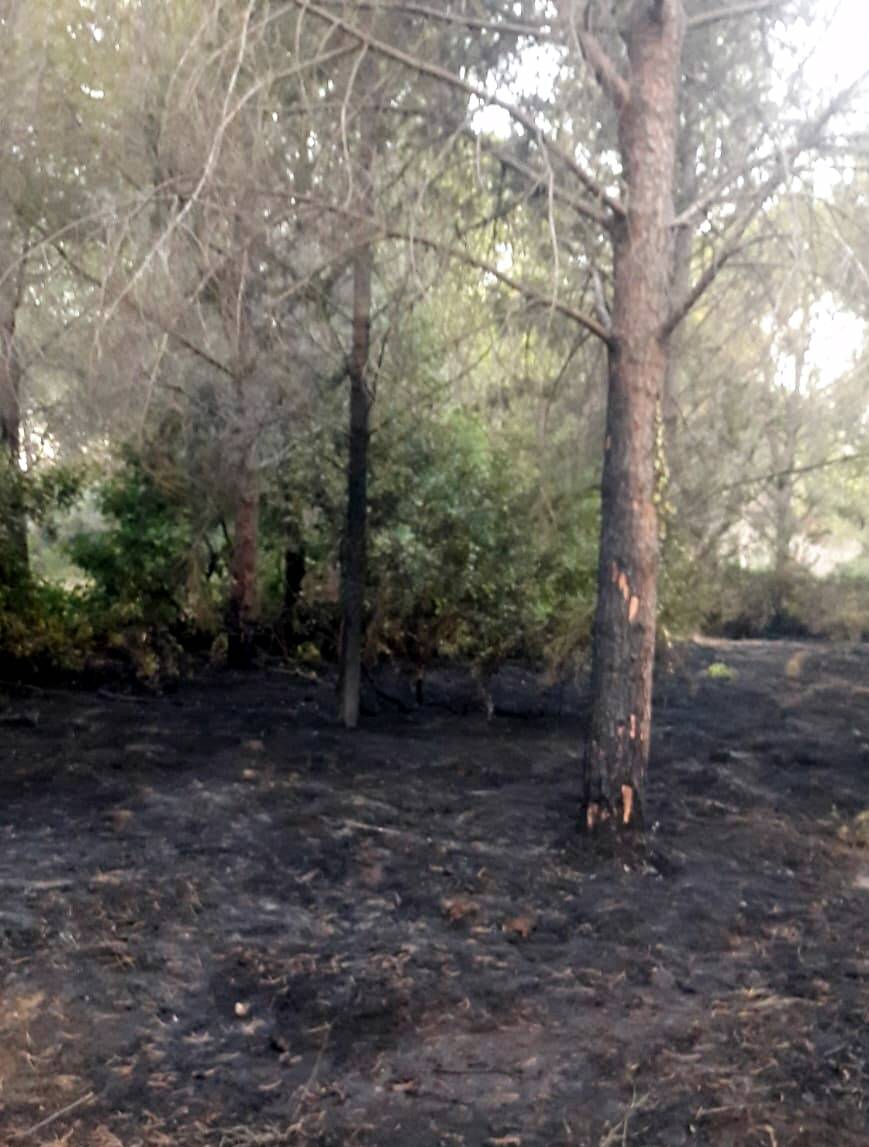 Datça'da orman yangını sigara izmaritinden çıkmış 4